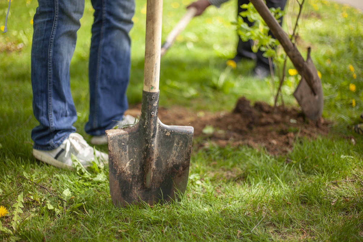 Tree planting service