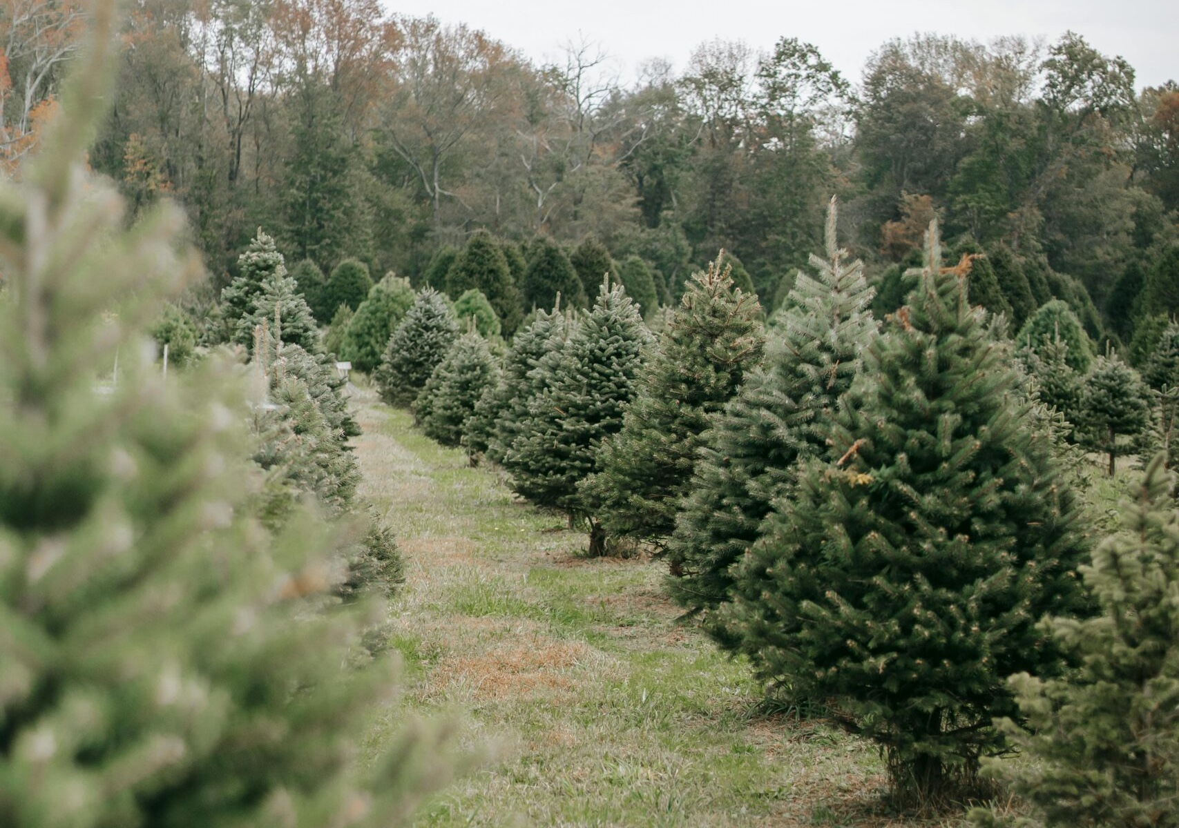 Rows of trees at Shepard Hill Tree Farm