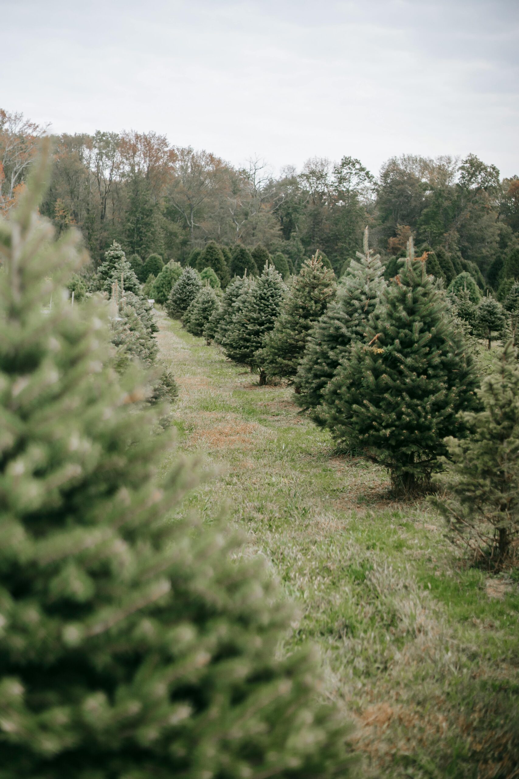 Nick with Christmas trees on the farm