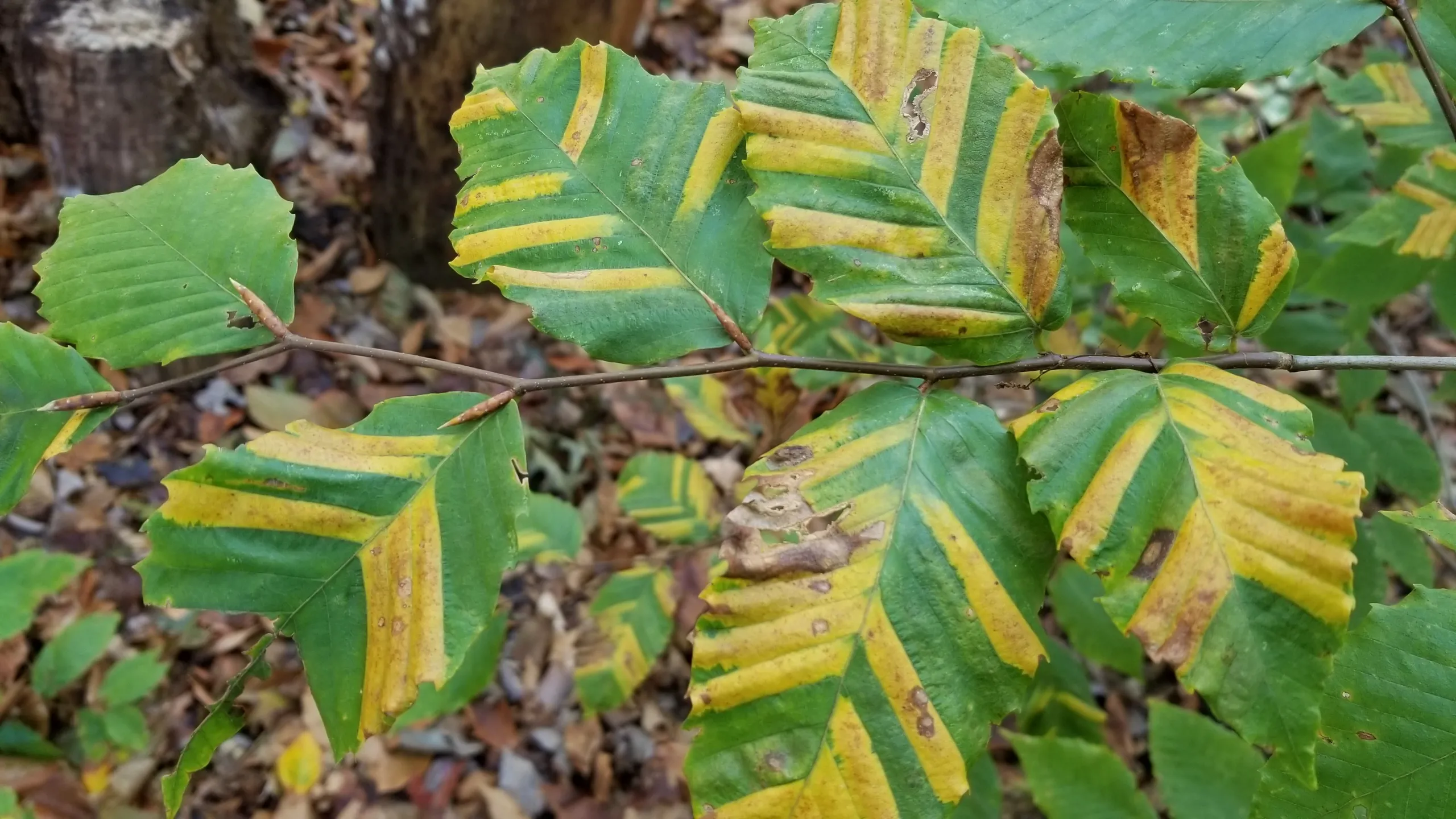 Beech Leaf Disease — characteristic banding on beech leaves