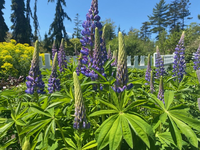 Lupines in Boothbay, Maine