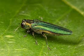 Emerald Ash Borer