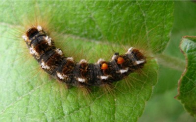 Browntail Moth caterpillar larvae
