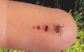 Tick management and tick spraying services