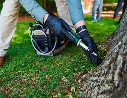 Arborist performing tree care work